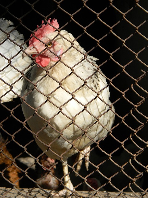 同打法打乱 同打法打乱