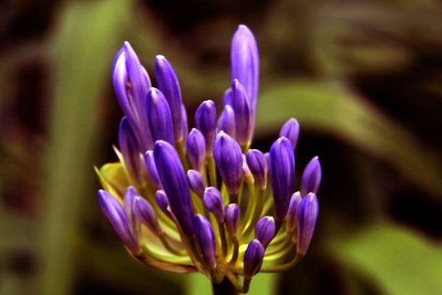 萨沃纳的缺 萨沃纳的缺